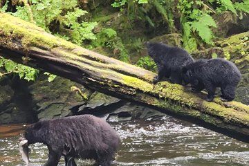 Private Custom Rainforest Hike and Photography Tour