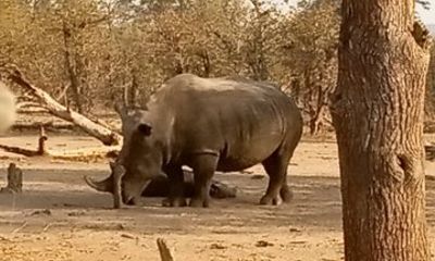 3 hours Game Drive and Rhino Walk Safari Livingstone
