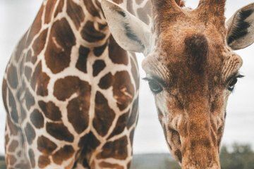 Fredericksburg Giraffe Safari and Dinner Experience