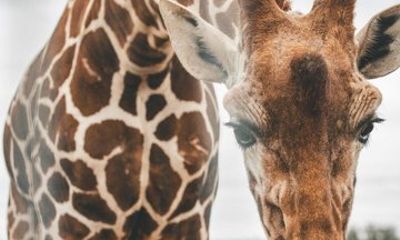 Fredericksburg Giraffe Safari and Dinner Experience