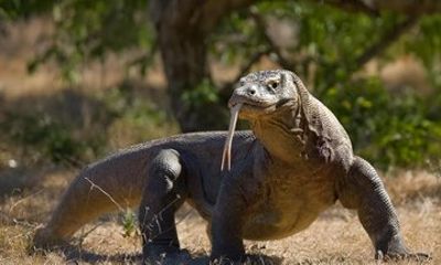 Komodo Island Tour Labuan Bajo