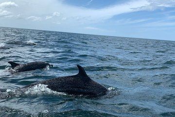 Whale Watching Adventure in San Juan del Sur