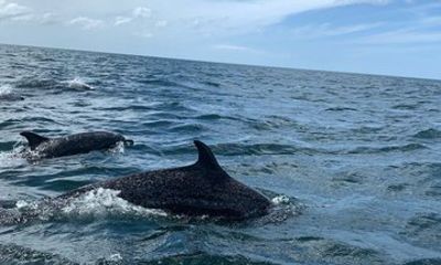 Whale Watching Adventure in San Juan del Sur