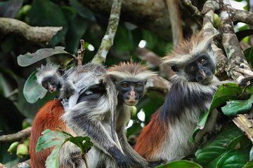 Jozani Forest and Kayaking Adventures