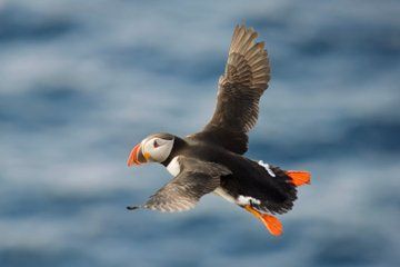 Whale and Puffin Watching in Hauganes from Akureyri with Transfer
