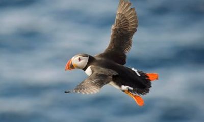 Whale and Puffin Watching in Hauganes from Akureyri with Transfer