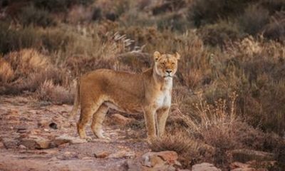 Big 5 Safari with Wine Tasting and Lunch