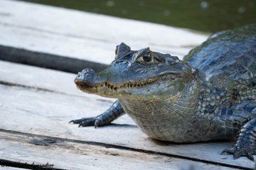 Andes to Amazon Explore Ecuadors Wild Ecosystems in 3 Days