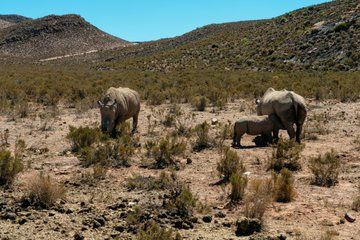 Cape Town Aquila Game Reserve Big 5 Afternoon Safari with Snacks