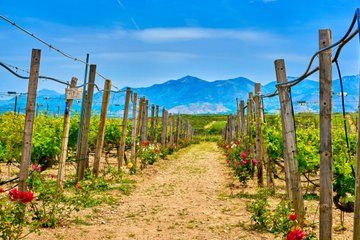 Private Shore Tour Cretan Wine and Olive Tasting