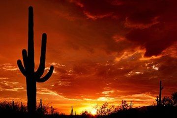 From Phoenix Saguaro Tombstone and Bisbee Shared Day Tour