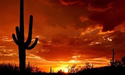 From Phoenix Saguaro Tombstone and Bisbee Shared Day Tour