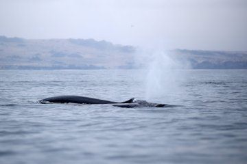 Whale Watching from La Serena Isla Chañaral Reserve & Lunch