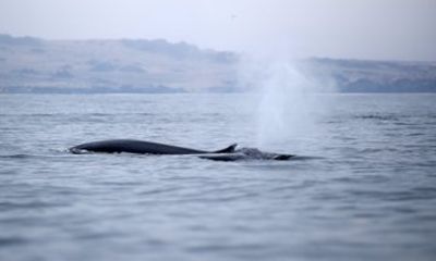 Whale Watching from La Serena Isla Chañaral Reserve & Lunch