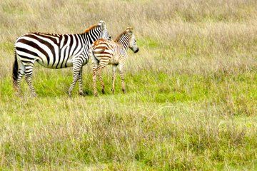Full Day Arusha National Park with Walking Safari