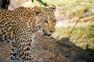 Chobe National Park and Quadripoint Tour with lunch