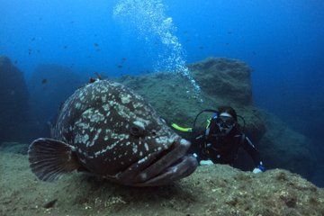 Catamaran Diving Experience in Madeira
