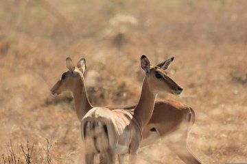 3 Day Mikumi Safari from Zanzibar by Boat with Train Safari