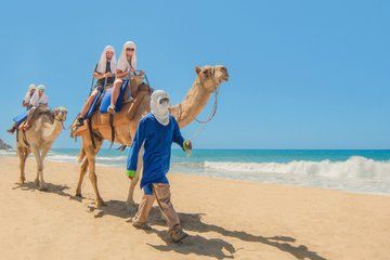 Camel Ride in Cabo San Lucas with Pick up and All Inclusive