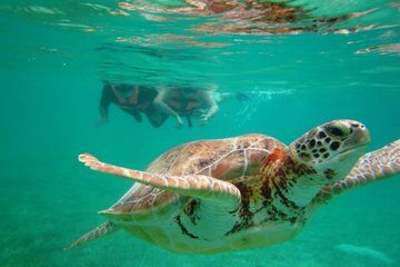 Swim with Turtles in Akumal with Transport and Instructor Included