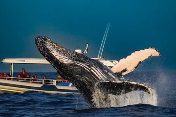 Ballina Byron Whale Watching Adventures