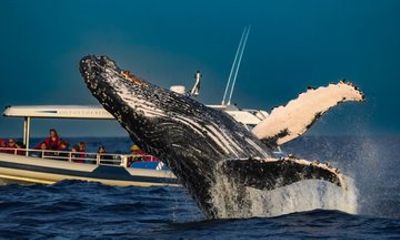 Ballina Byron Whale Watching Adventures