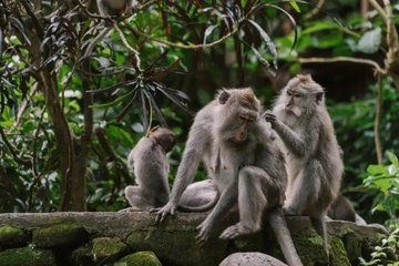 Ubud Monkey Forest Temple Waterfall and Rice Terrace Tour