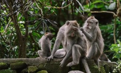 Ubud Monkey Forest Temple Waterfall and Rice Terrace Tour
