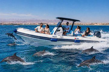 Private 3 Hour Speed Boat Trip to Dolphin House in Hurghada