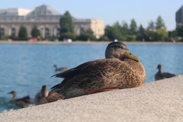 Washington DC Monuments and Memorials Guided Tour