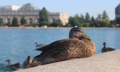 Washington DC Monuments and Memorials Guided Tour