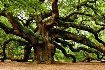 Charleston Private Day Tour Angel Oak, Tea Garden and Vineyard