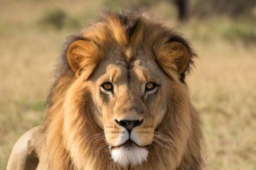 Kruger National Park 4 Day Small Group Safari from Johannesburg