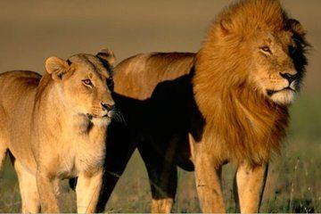 Kruger National Park Safari Adventure 3 Days from Johannesburg