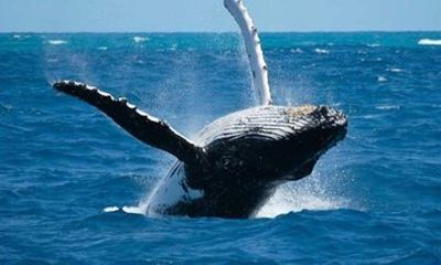 Whale Watching Adventure in Ixtapa Zihuatanejo