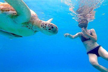 Full Day Sea Safari Tugboat Blue Room Turtles and 4 Beaches