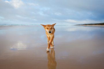K'gari/Fraser Island Adventure Tour Ex Noosa