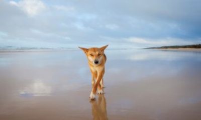 K'gari/Fraser Island Adventure Tour Ex Noosa