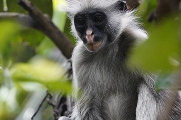 Jozani Forest, Spice Farm & Stone Town Full-Day Tour