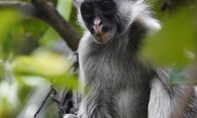 Jozani Forest, Spice Farm & Stone Town Full-Day Tour