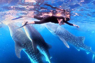 4 Days 3 Nights Komodo Tour From Lombok to Labuan Bajo