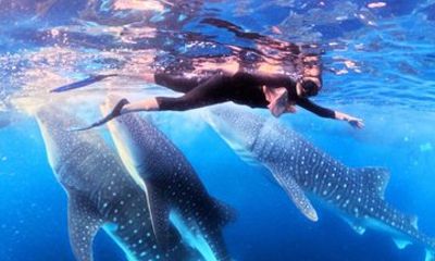4D3N Komodo & Lombok Tour 2027