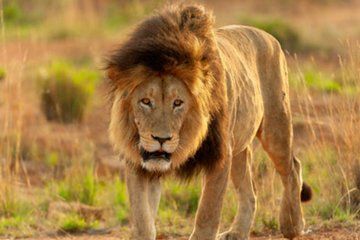 Port Elizabeth to Cape Town 4 Day Garden Route Safari