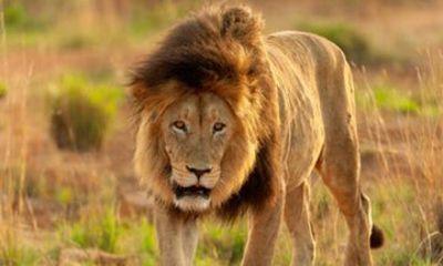 Port Elizabeth to Cape Town 4 Day Garden Route Safari