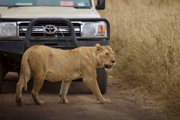 4 Day Serengeti Ngorongoro and Tarangire Safari from Zanzibar