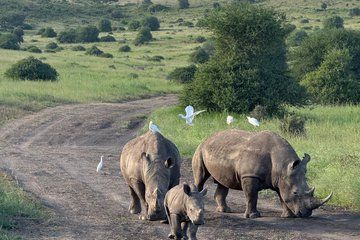 Nairobi National Park & Giraffe Center Excursion Day Excursion