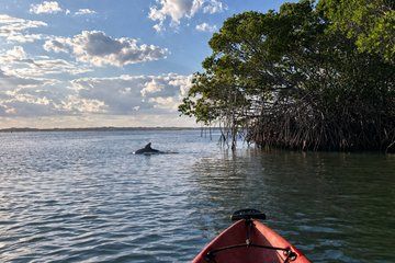 Sebastian Inlet Dolphin and Manatee Eco Kayak Tour