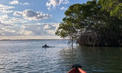 Sebastian Inlet Dolphin and Manatee Eco Kayak Tour