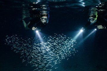 Night Snorkeling at Blue Heron Bridge – Guided Group Experience