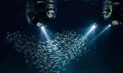 Night Snorkeling at Blue Heron Bridge – Guided Group Experience